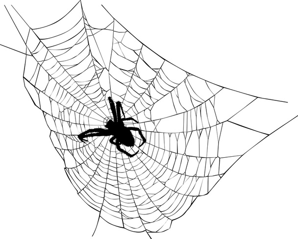 Spinne und Netzillustration - Vektor, Bild