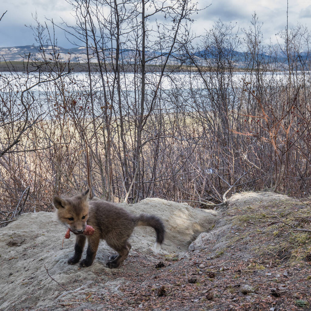 Malý mladý Red Fox, Vulpes vulpes, s kousnutím masa zabít dospělého rodiče liška přinesl do doupěte - Fotografie, Obrázek