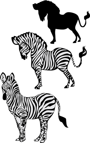 coleção zebra
 - Vetor, Imagem