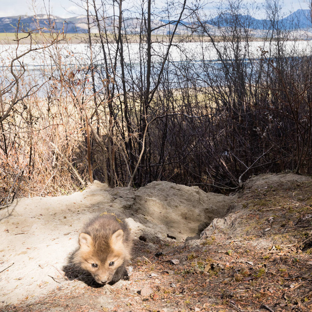 Un jeune renard roux curieux, Vulpes vulpes, explore le terrier extérieur du paysage du lac Laberge, Territoire du Yukon, Canada - Photo, image