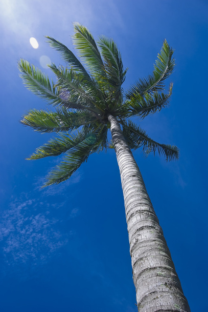Coconut Tree - Photo, Image