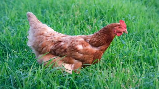 Divertente pollo marrone o rosso che cammina nell'erba lunga in giardino. Ritratto video full HD al rallentatore di pollo da fattoria. - Filmati, video