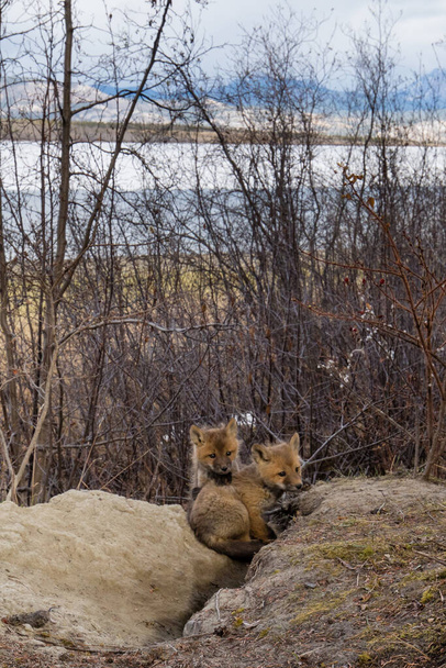 Dos cachorros de zorro rojo jóvenes, Vulpes vulpes, fuera de su madriguera, en la orilla del paisaje del lago Laberge, Territorio del Yukón, Canadá - Foto, Imagen
