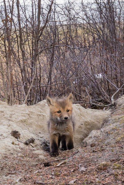 Curioso cachorro de zorro rojo joven, Vulpes vulpes, explora madriguera den exterior - Foto, Imagen