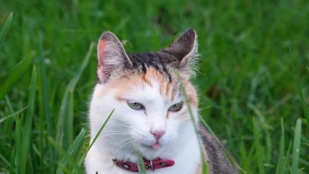 Gracioso gato doméstico rojo y blanco comiendo hierba verde en el jardín. Full HD video en cámara lenta retrato de divertido gato hembra - Metraje, vídeo