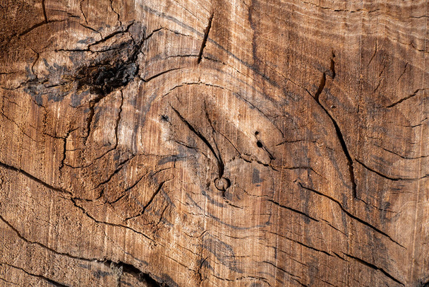 Textura de un tronco de madera con algunas grietas en la superficie - Foto, imagen