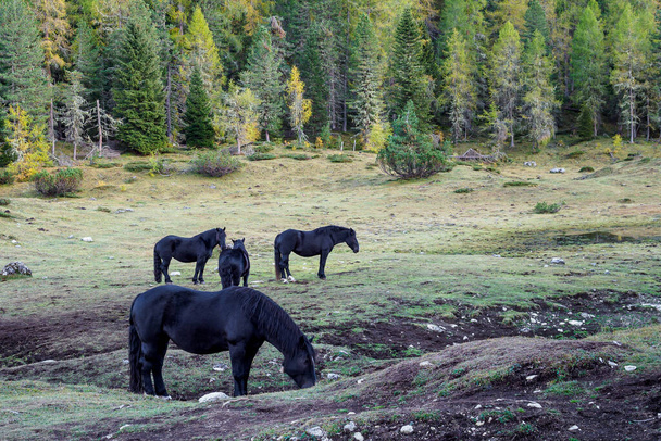 Fekete lovak legelnek zöld legelőkön a Dolomitok hegyi völgyében, Olaszországban - Fotó, kép