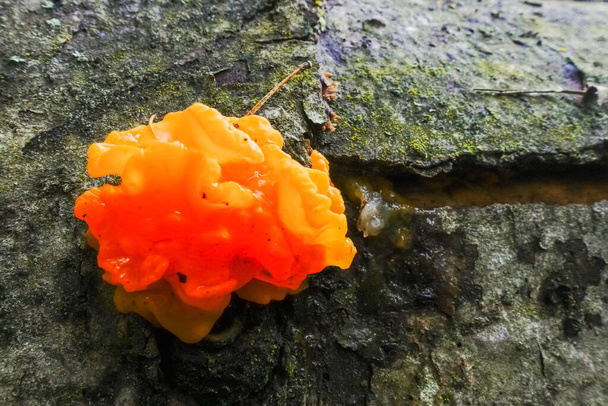 оранжевый красный гриб на стволе дерева зимой - Фото, изображение