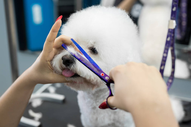 Female groomer haircut Bichon Frise on the table for grooming in the beauty salon for dogs. Process of final shearing of a dogs hair with scissors - Photo, Image