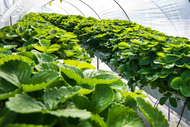 growing strawberries in a greenhouse - Zdjęcie, obraz