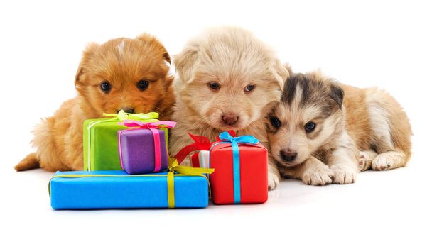 Three puppies and gifts isolated on a white background. - Fotoğraf, Görsel