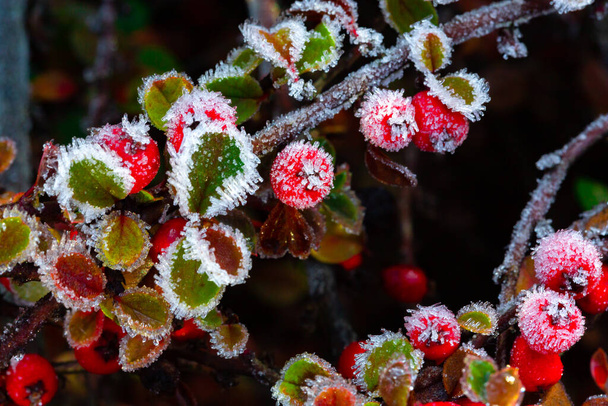 Winter, frosted holly berrie. Red berries of common holly. A winter Ilex aquifolium   covered in  frost.  - Photo, Image
