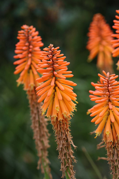 Poker caldo rosso arancio, Kniphofia specie sconosciute e varietà, punte di fiori con uno sfondo sfocato di arbusti. - Foto, immagini