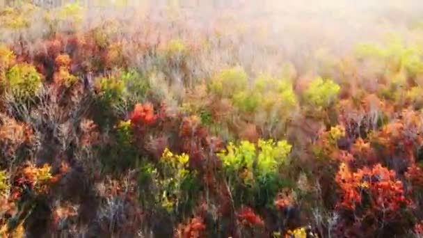 Listy pryžových stromů v Thajsku s krásnými barvami v létě. Pryžové plantáže, kde se listy mění. - Záběry, video
