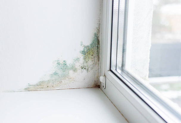 Κλίση κοντά στο παράθυρο υγρασία μύκητα. Επιλεκτική εστίαση. Σπίτι. - Φωτογραφία, εικόνα
