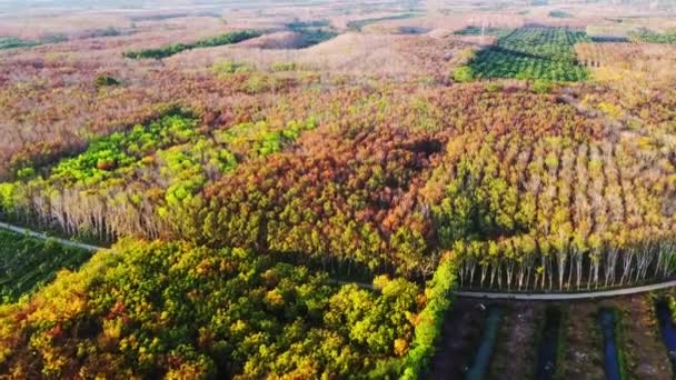 The leaves of a rubber trees in Thailand with beautiful colors in the summer. Rubber plantation plots where the leaves are changing. - Footage, Video
