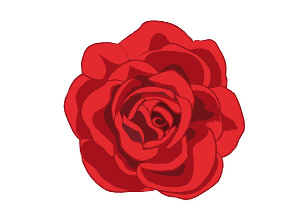 Rosa rossa - Vettoriali, immagini