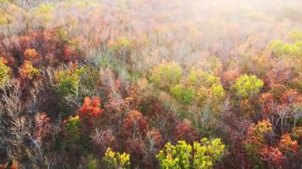 Liście drzew gumowych w Tajlandii z pięknymi kolorami w lecie. Działki plantacji gumy, na których zmieniają się liście. - Materiał filmowy, wideo