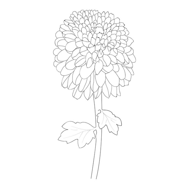 Handgezeichnete Skizze von Blumen. Vektor Illustration blühen Chrysanthemenblume. schwarze Umrisszeichnung ist perfekt zum Ausmalen von Seiten oder Büchern für Kinder oder Erwachsene.  - Vektor, Bild
