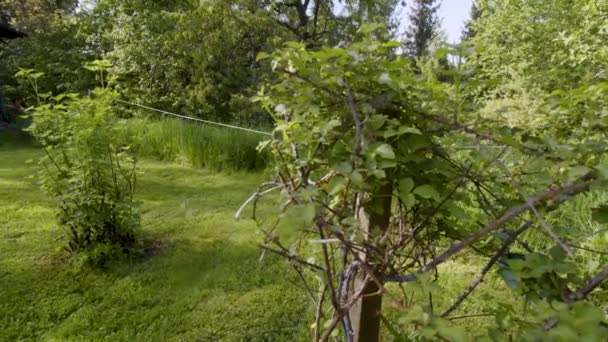 arbustes de groseilles et de framboises dans le jardin d'été. Images 4k de haute qualité - Séquence, vidéo