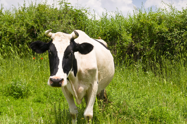 Любопытная молочная корова, стоящая и пасущаяся на своем пастбище
 - Фото, изображение