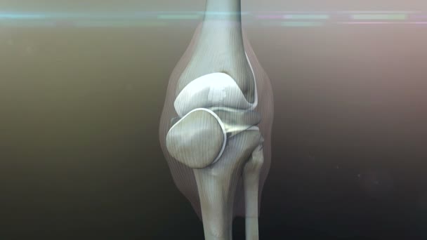 Human knee - Footage, Video