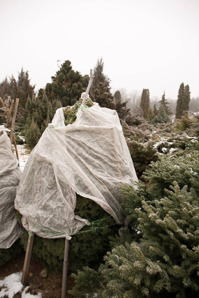 Schutz von Nadelgehölzen vor Schneefall im Winter. Überwinterung der Nadelbäume - Foto, Bild