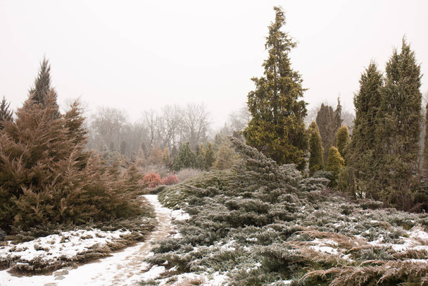 Прекрасный вечнозеленый хвойный сад зимой - Фото, изображение