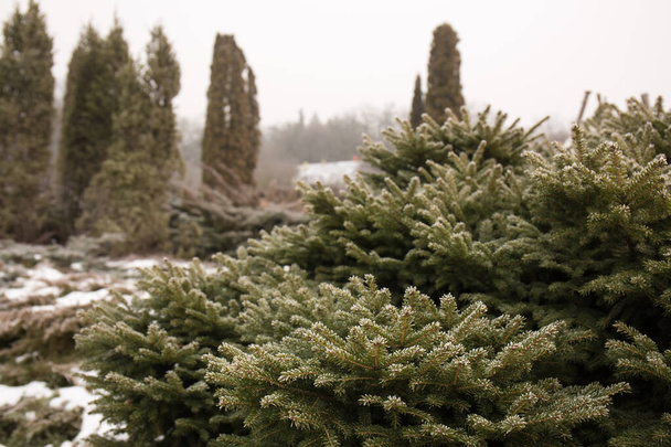 Прекрасный вечнозеленый хвойный сад зимой - Фото, изображение