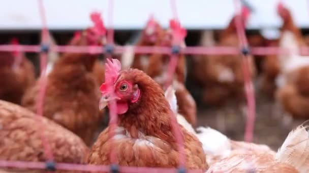 Mistreated chicken on free range chicken farm and stock breeding shows bad conditions in form of missing feathers sickness and diseases of unhealthy poultry in species inappropriate farming problems - Footage, Video