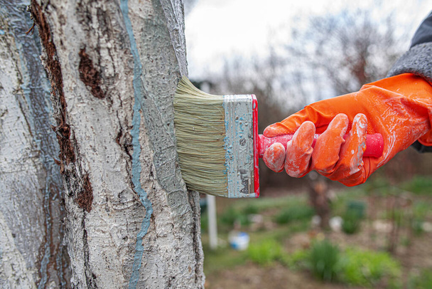 Pielęgnacja drzew po zimie. Ręka w gumowe rękawice z lipy kolory od szkodliwych owadów. - Zdjęcie, obraz