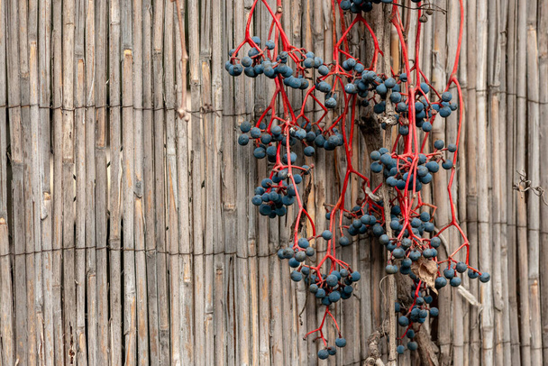 Vine with ripe grapes on a straw wall. - Photo, Image