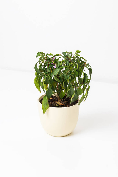 Small ornamental peppers on a tree in a pot. There are small green leaves around. - Photo, image