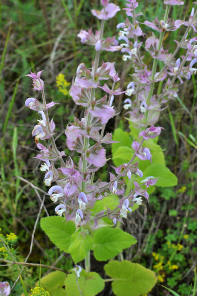 Clary sage (Salvia sclarea) grows in the wild - Photo, Image