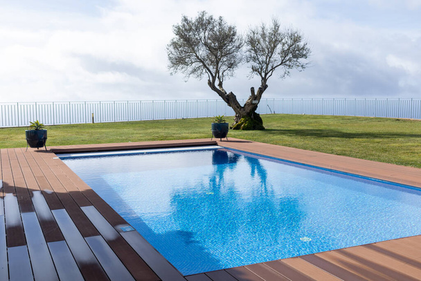 one olive tree over the private pool cloudy weather. High quality photo - Photo, Image