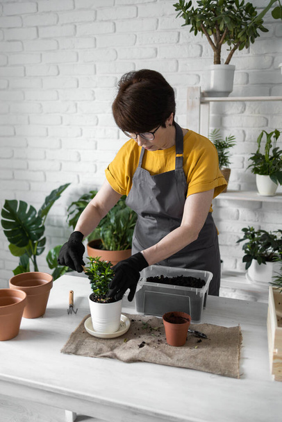 春の観葉植物ケア、観葉植物を移植する。春の屋内植物を目覚めさせます。女性は家の新しい鍋に植物を移植しています。庭師移植植物｜Spathiphyllum - 写真・画像