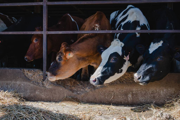 Lehmät maatilalla Wisconsinissa - Valokuva, kuva