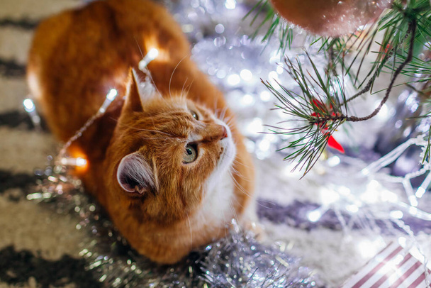 家でライトとチンセルで遊んだ後、クリスマスツリーを見て生姜猫のトップビュー。ペットは楽しかった。新年のために一人残された動物 - 写真・画像