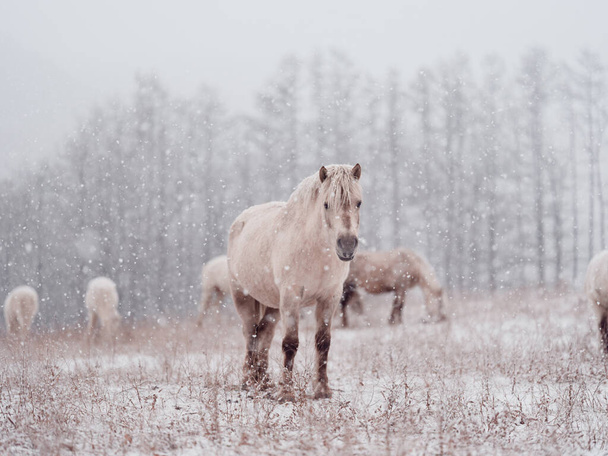 dosanko horse in winter pasture - Foto, Imagen