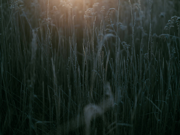 grama morta no inverno hokkaido - Foto, Imagem