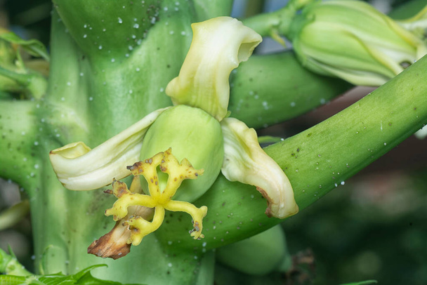 close-up da flor dando frutos no tronco de mamão. - Foto, Imagem