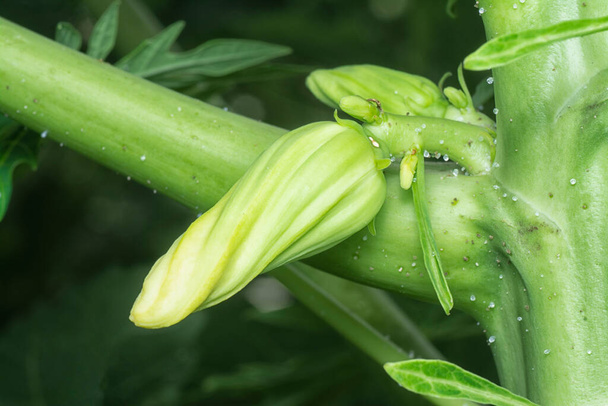 primo piano del fiore che porta frutti sul tronco della papaia. - Foto, immagini