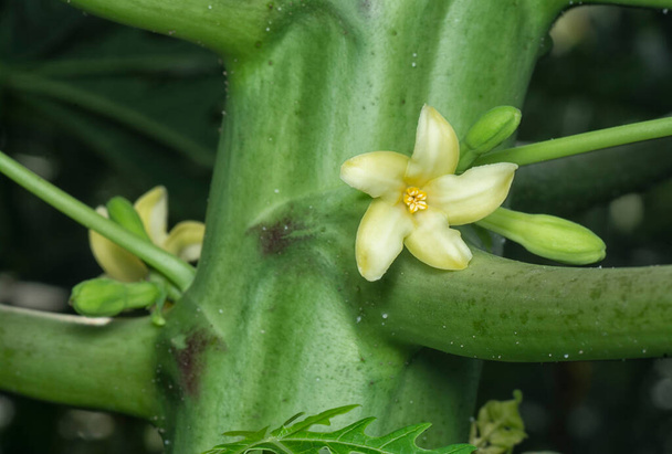 closeup of the flower bearing fruits on the papaya trunk. - Photo, Image