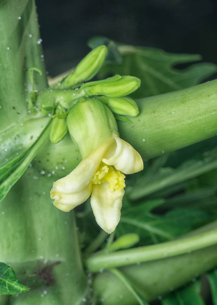 closeup του λουλουδιού που φέρουν καρπούς στον κορμό παπάγια. - Φωτογραφία, εικόνα