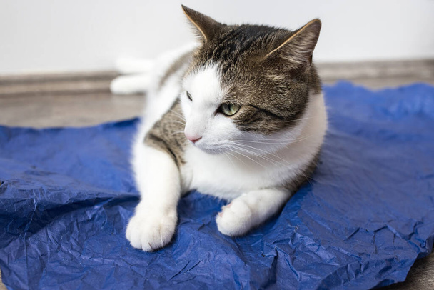 Zawartość domowych dwukolorowy tabby i biały kot leżący na niebieskim papierze do pakowania rzemiosła z łapami tucked. Koty uwielbiają papierowe koncepcje. Zbliżenie, przestrzeń kopiowania - Zdjęcie, obraz