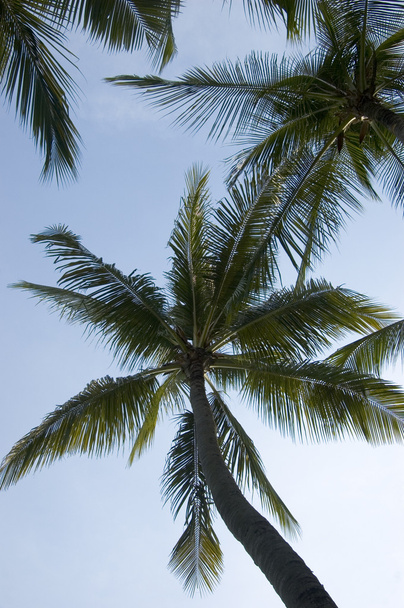 Coconut Trees - Foto, Imagem