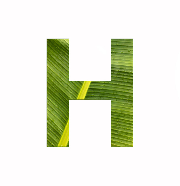 Alphabet Letter H - Banana plant leaf background - Zdjęcie, obraz