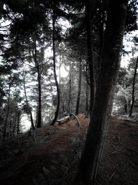 Çam ormanı arka planı ve altında mistik nüansla boş bir bank - Fotoğraf, Görsel