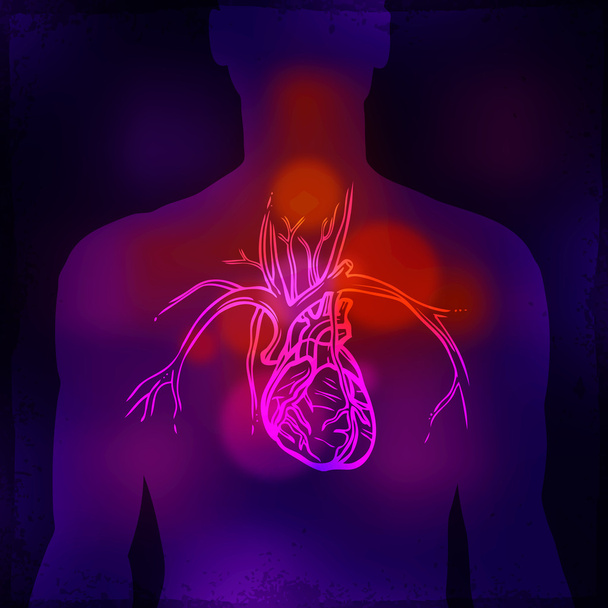 Radiografia do coração humano
 - Vetor, Imagem