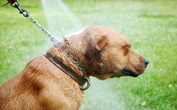 dog washing - Photo, Image